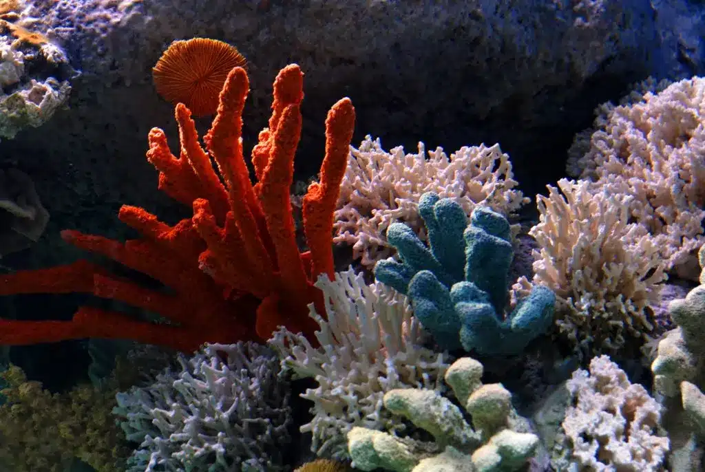 How Do Corals Eat