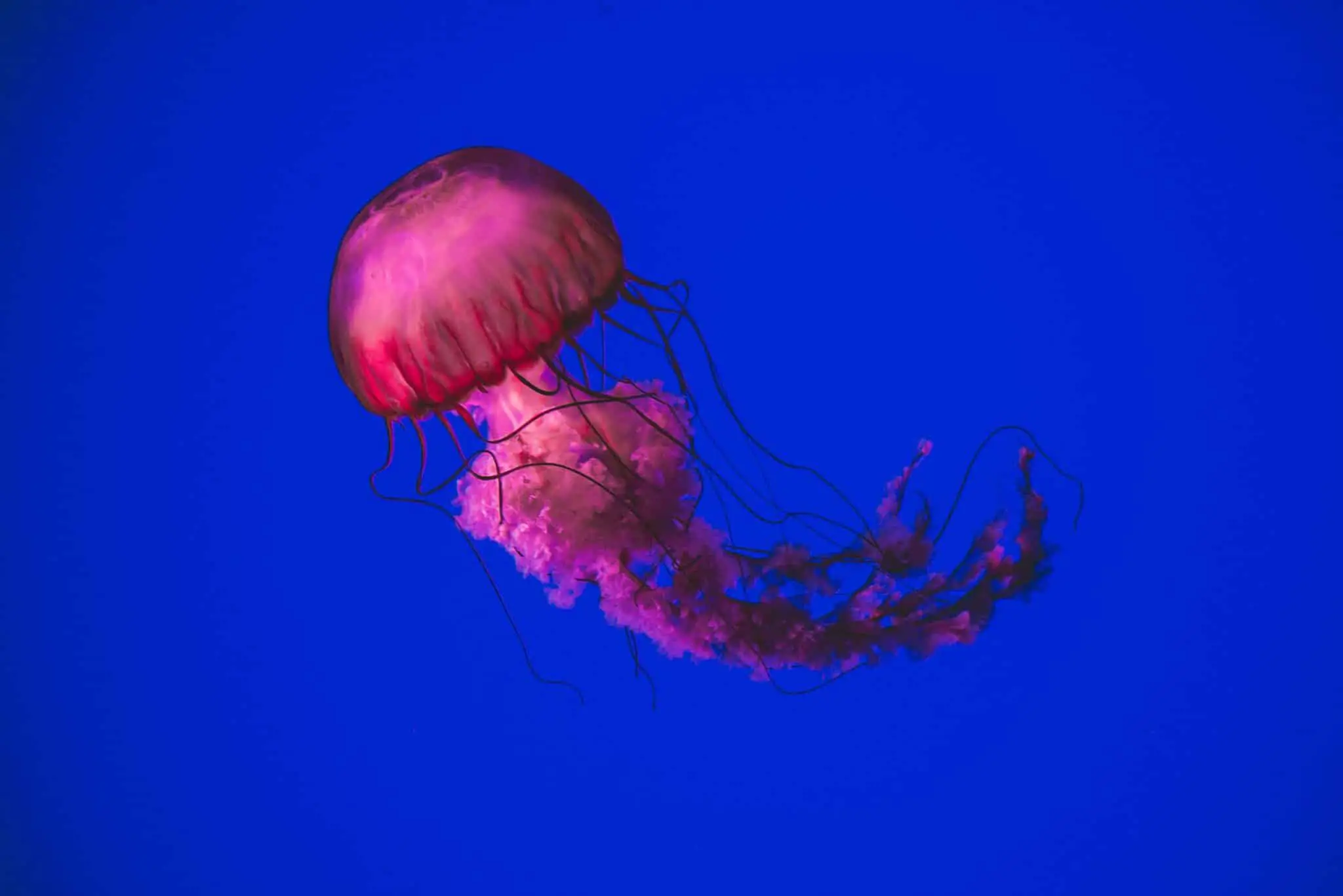 How Do Jellyfish Move