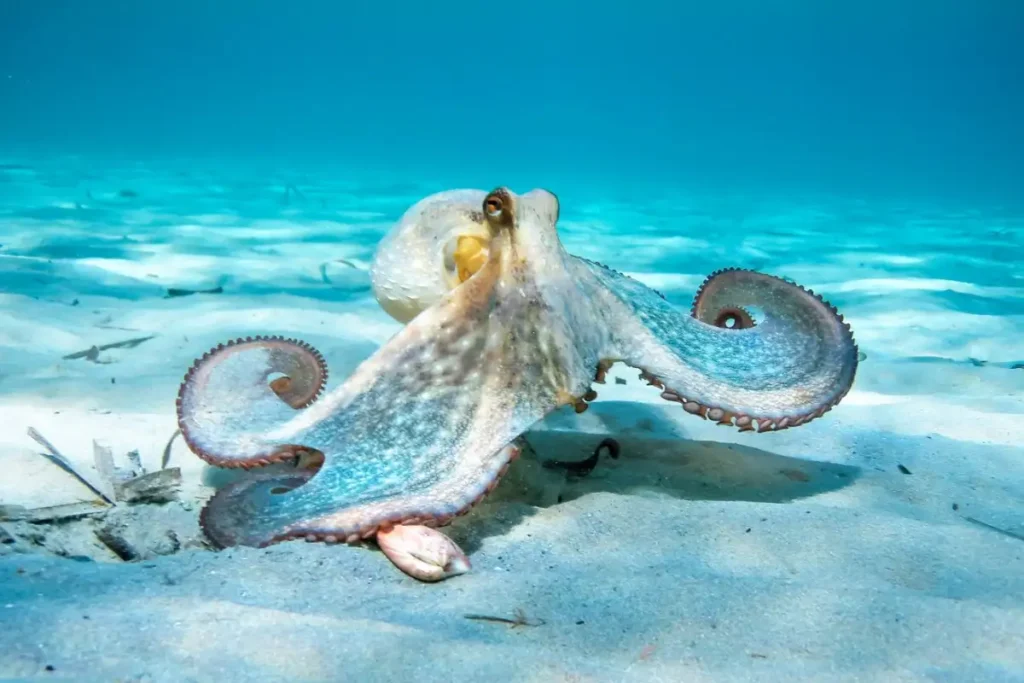 How Do Octopus Change Color