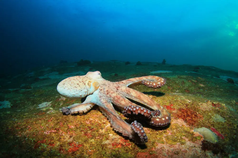 How Do Octopus Communicate