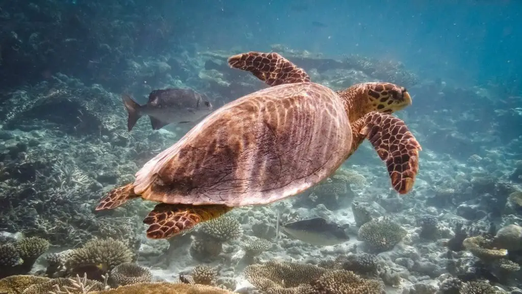 How Do Sea Turtles Breathe Underwater