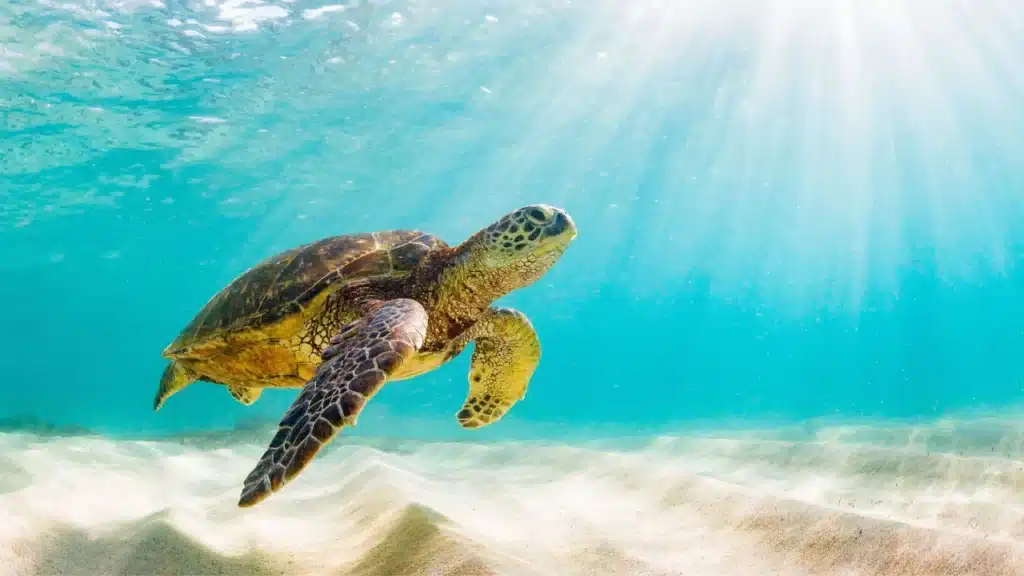 How Do Sea Turtles Breathe Underwater