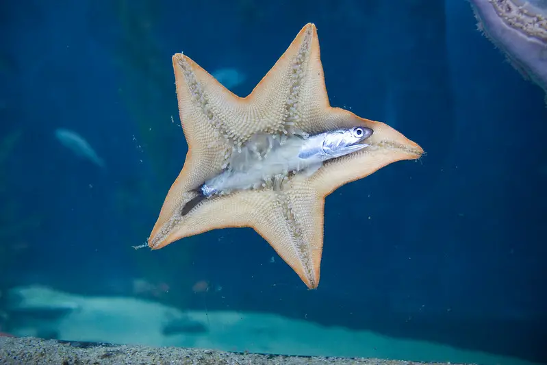 How Do Starfish Feed