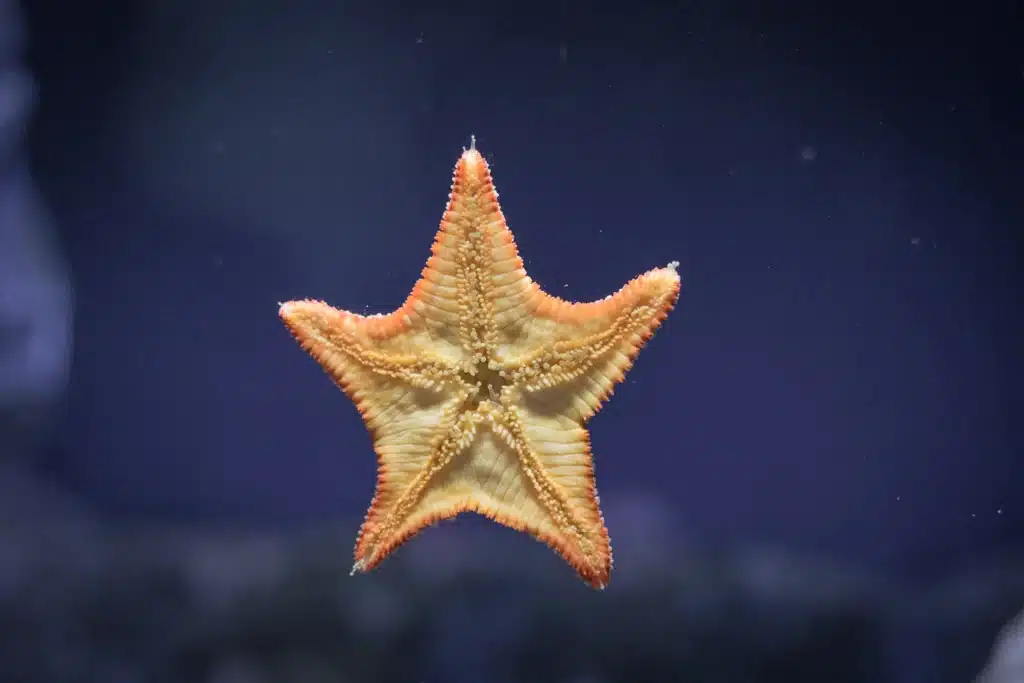 How Do Starfish Feed