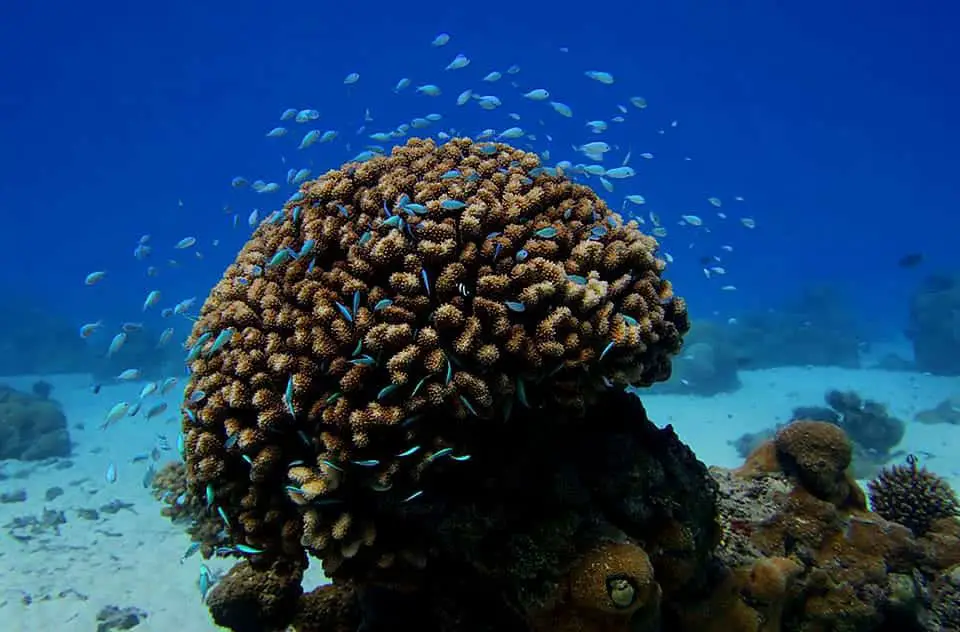 How Does Coral Survive In The Ocean
