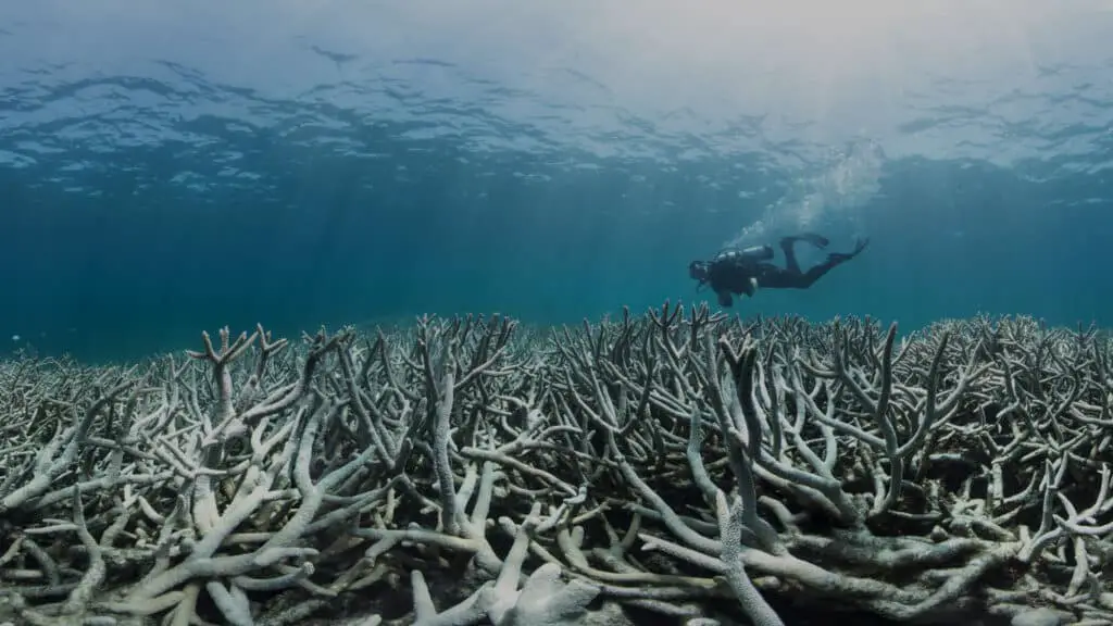 How Does Global Climate Change Affect Coral Reefs