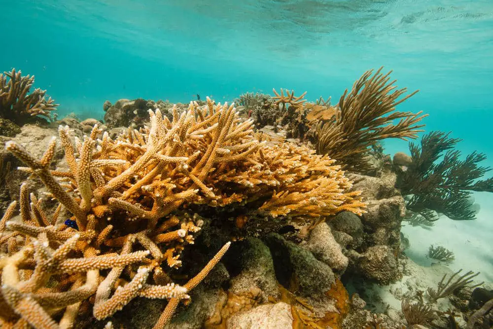  How Does Global Climate Change Affect Coral Reefs