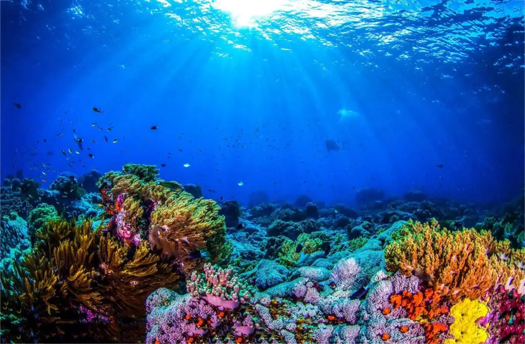 How Does Ocean Acidification Affect Coral Reefs