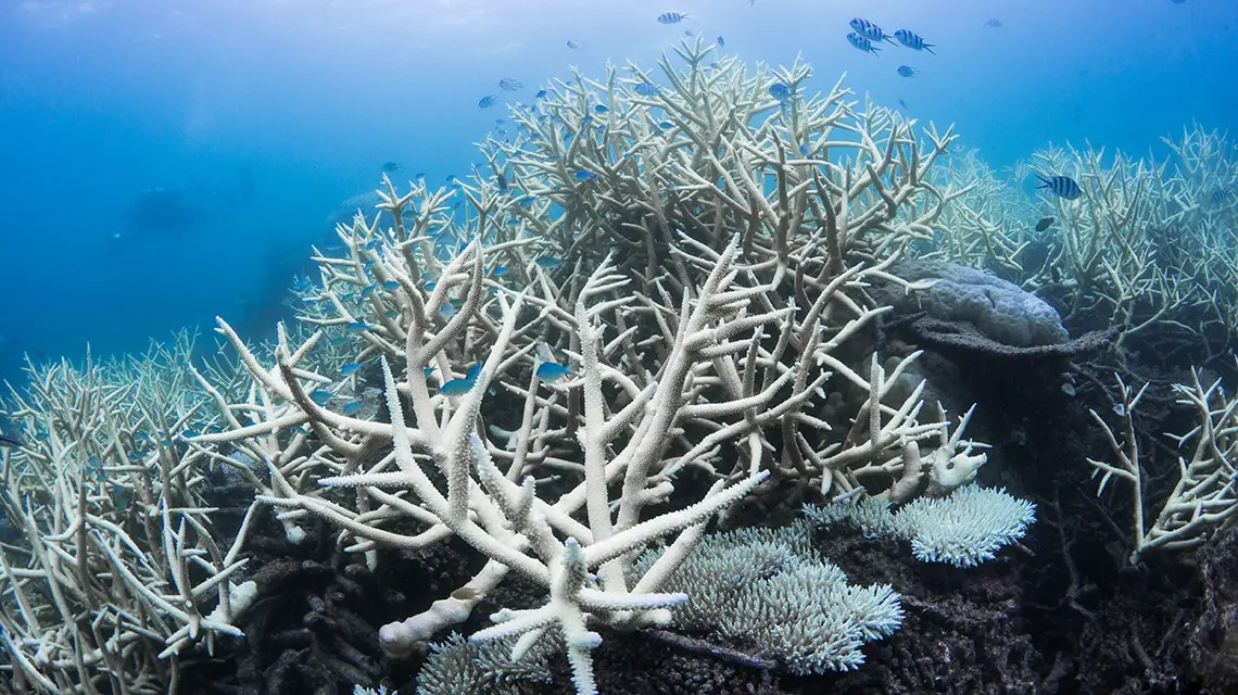  How Does Ocean Acidification Affect Coral Reefs