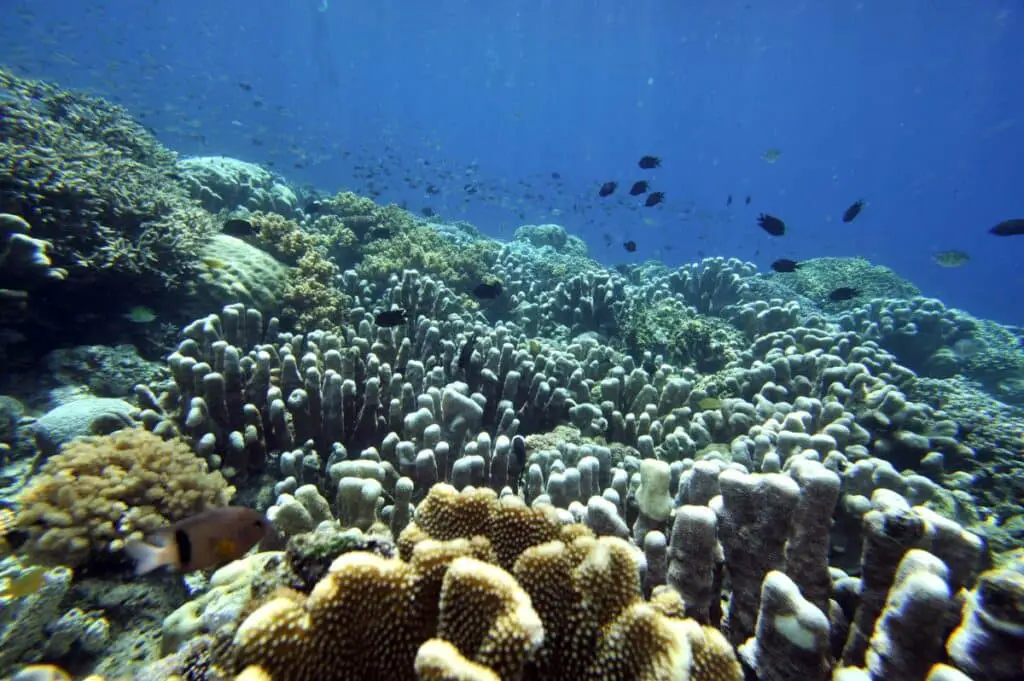How Does Ocean Warming Affect Coral Reefs