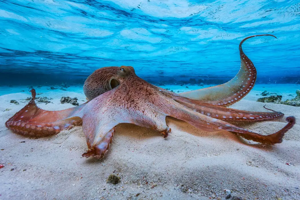  How Does The Octopus Move