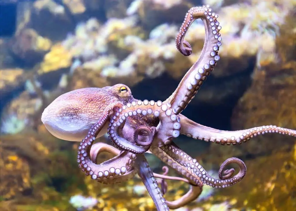how fast can an octopus swim