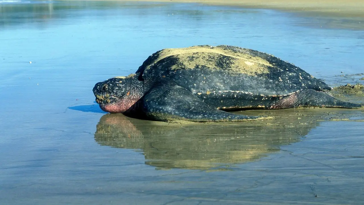  How Fast Can Sea Turtles Swim