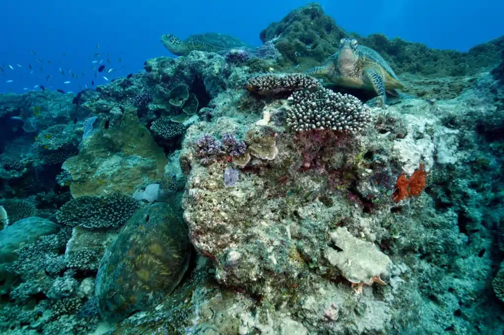 How Is Coral Affected By Ocean Acidification