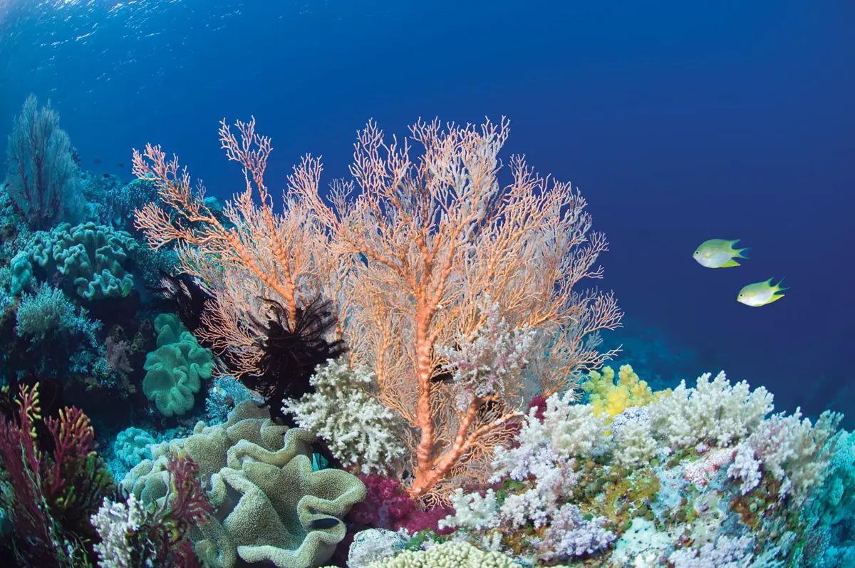 How Long Can Coral Be Out Of Water