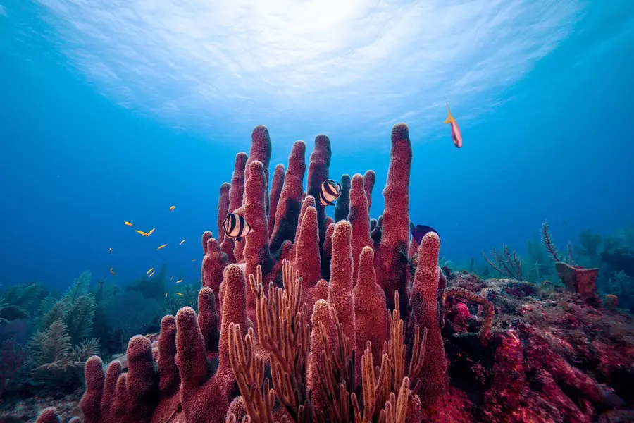 How Long Can Coral Be Out Of Water