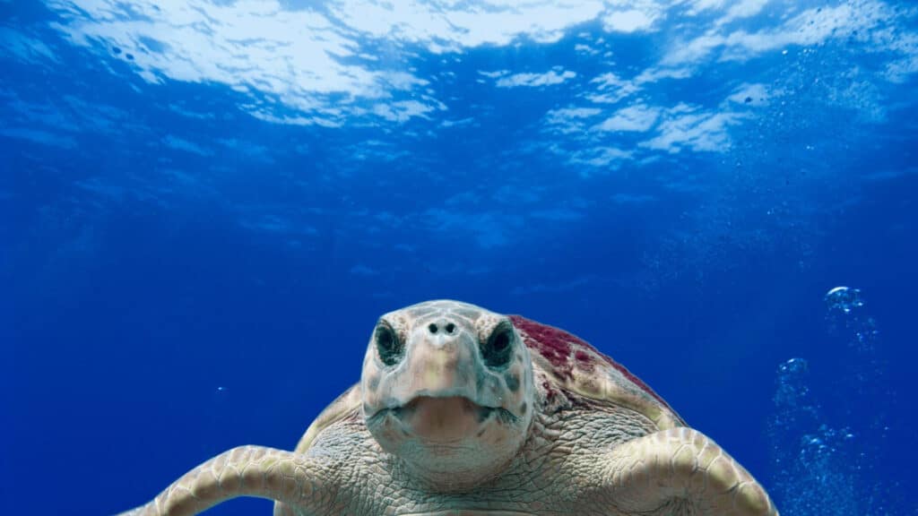 How Long Can Sea Turtles Hold Their Breath