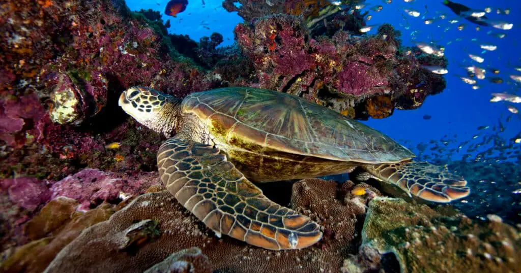 How Long Can Sea Turtles Hold Their Breath