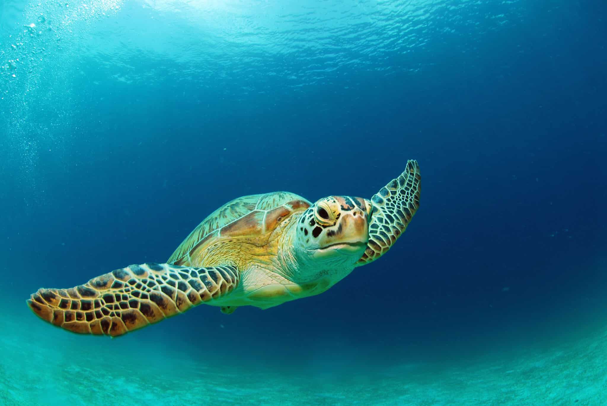  How Long Can Sea Turtles Hold Their Breath