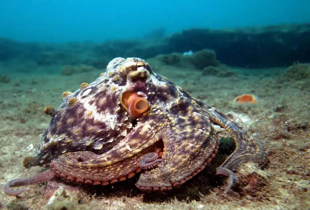 How Long Do Female Octopus Live