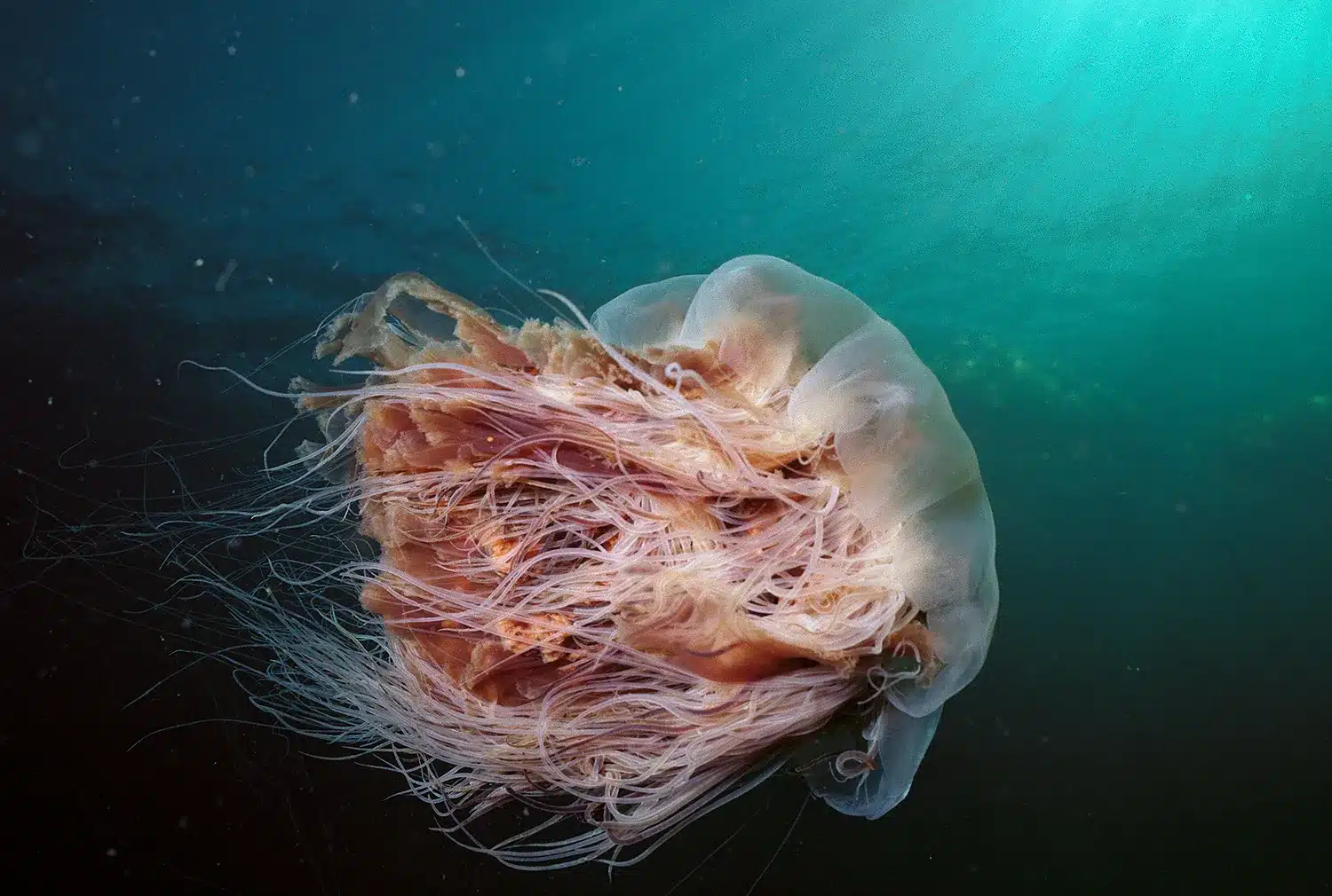  How Long Do Jellyfish Live