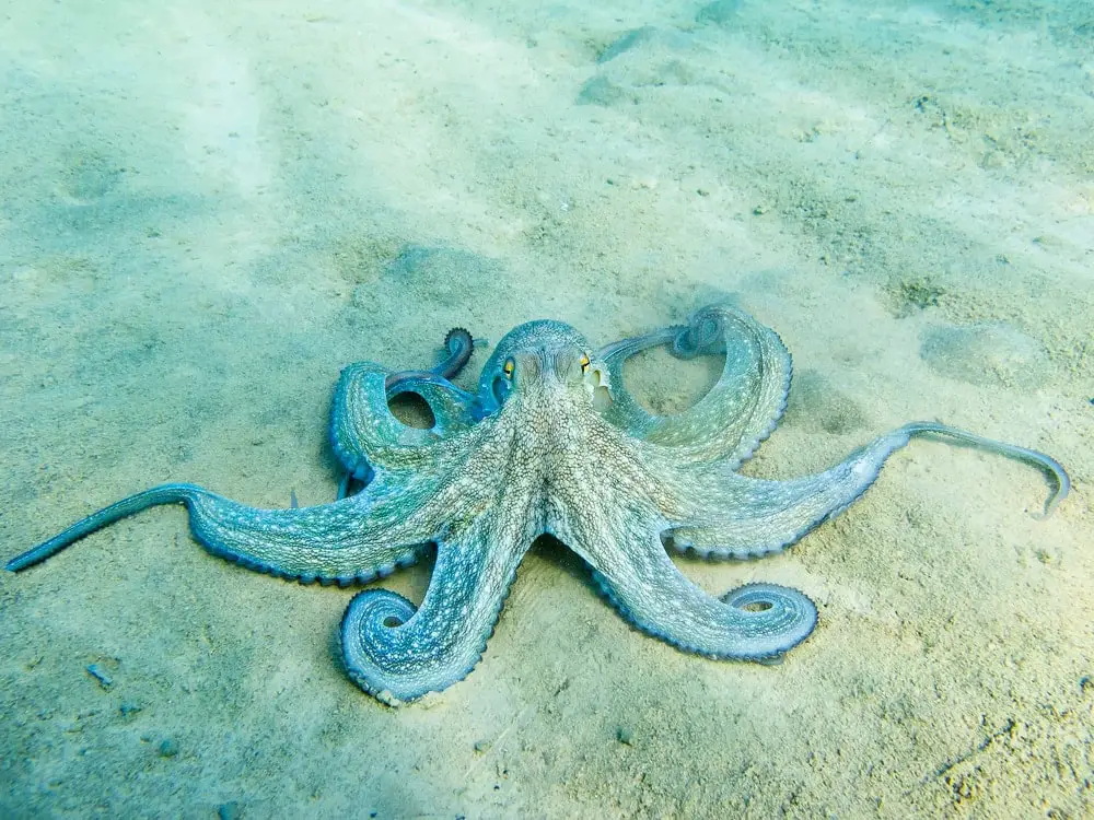 How Long Do Male Octopus Live