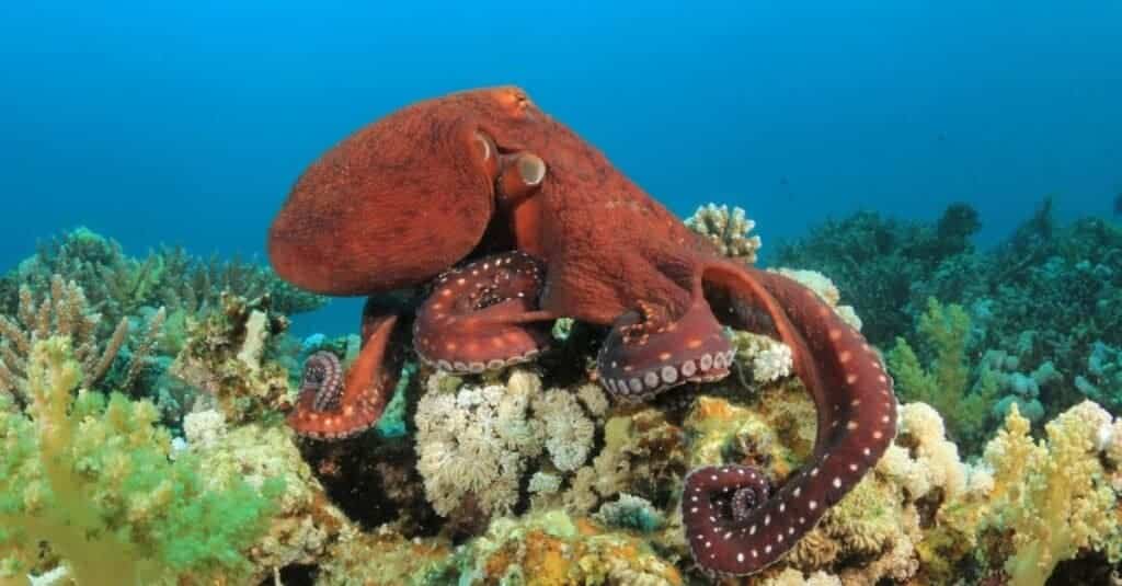 How Long Do Octopus Live In Captivity