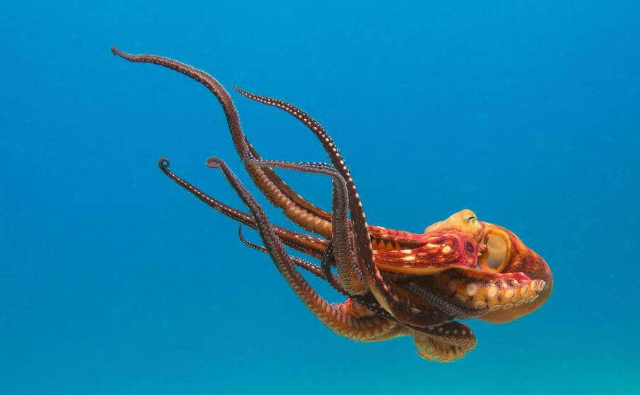  How Long Do Octopus Live In Captivity
