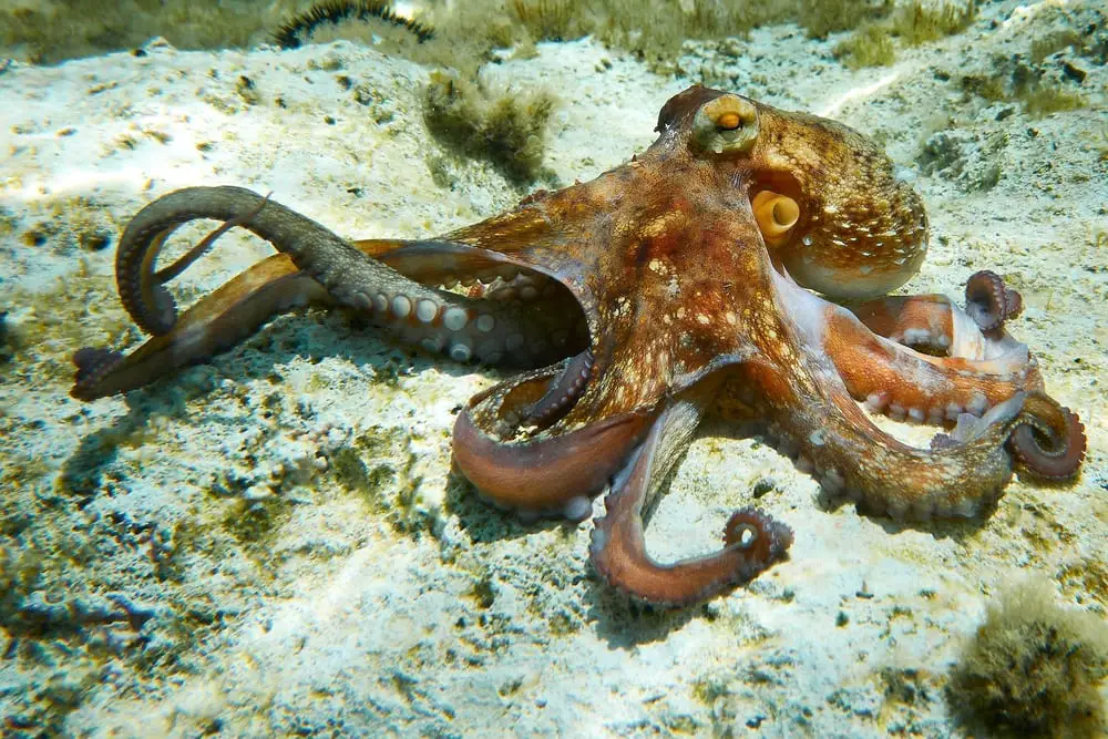 How Long Do Octopus Live In Captivity