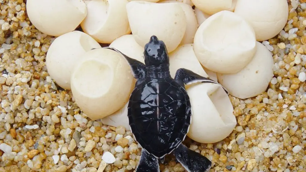 How Long Do Sea Turtle Eggs Take To Hatch