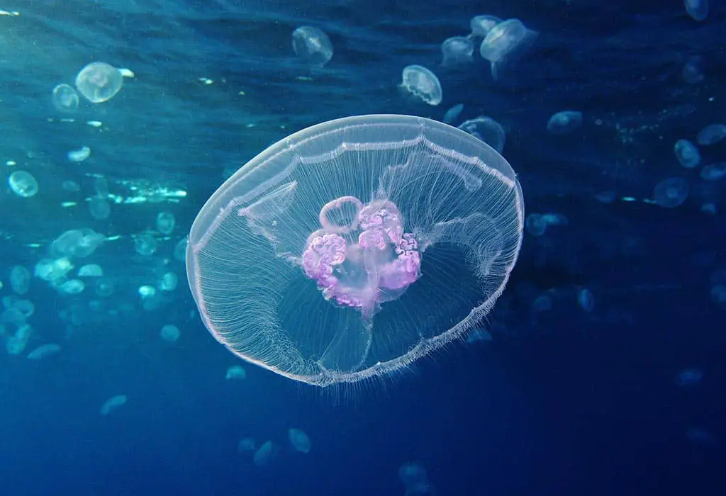 How Long Does Immortal Jellyfish Live