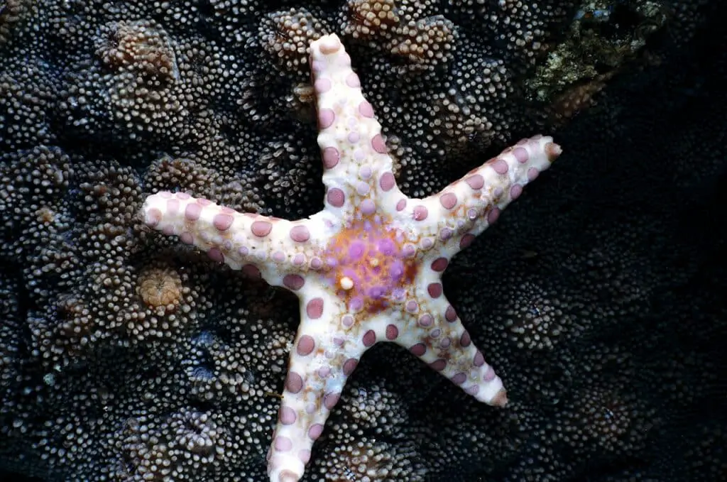 How Long Does It Take For A Starfish To Regenerate