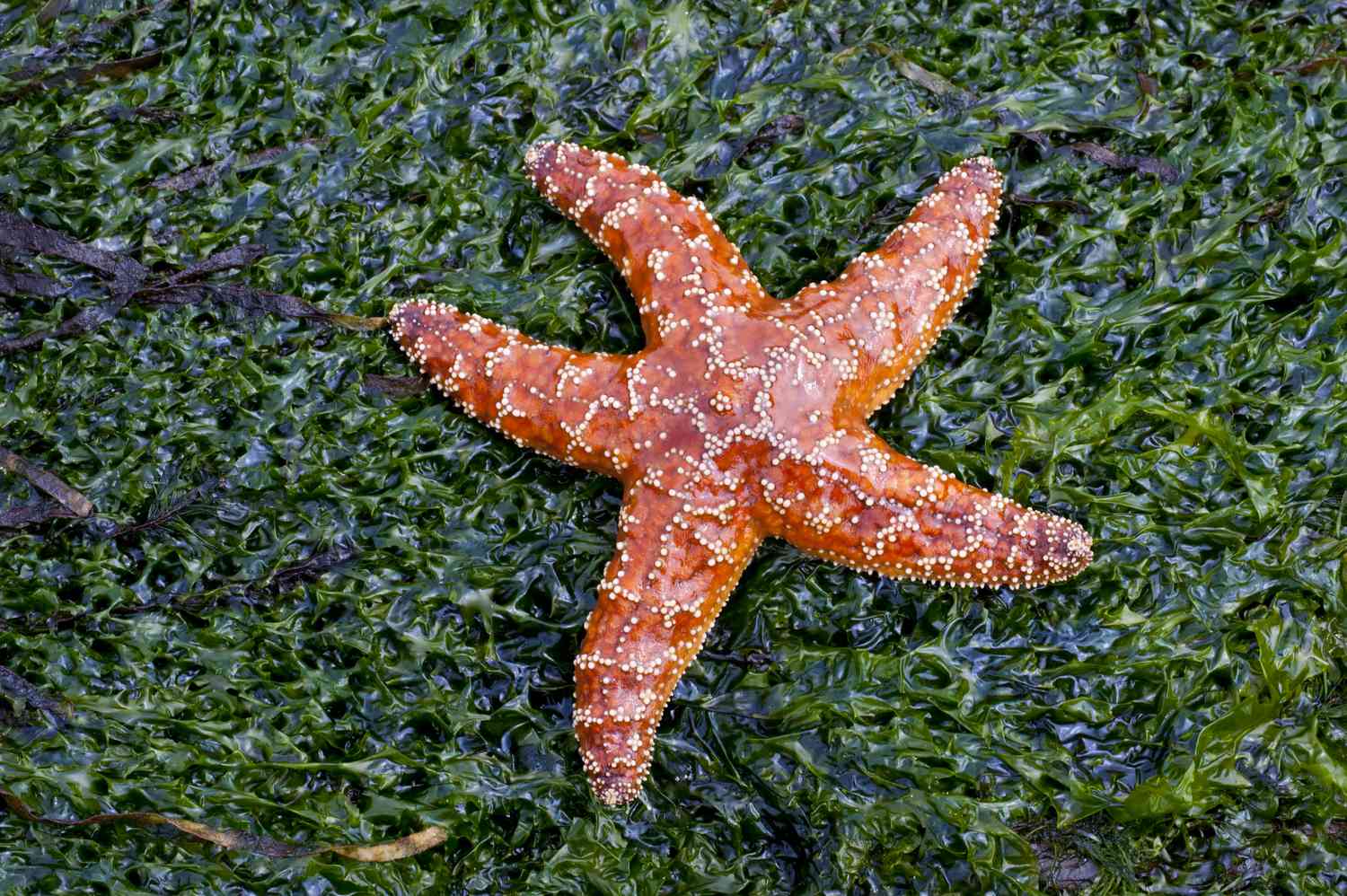  How Long Does It Take For A Starfish To Regenerate
