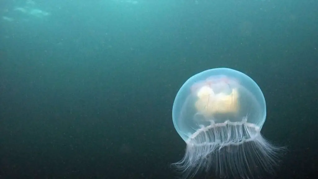 How Many Eyes Do Jellyfish Have