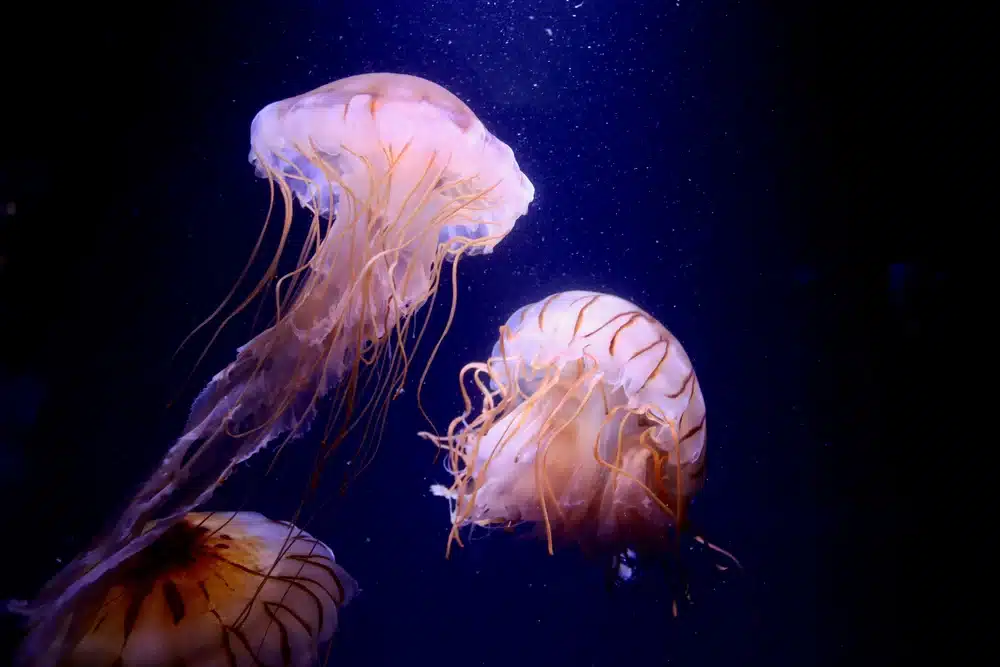  How Many Eyes Do Jellyfish Have