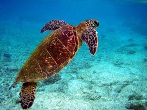 How Many Species Of Sea Turtles Are There