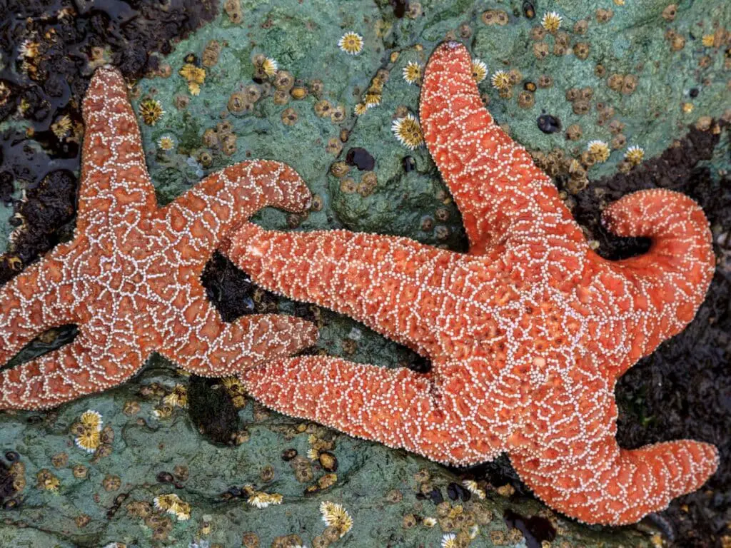 How Many Species Of Starfish Are There