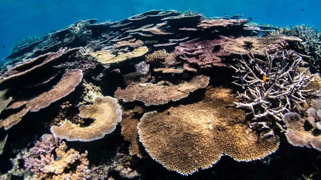 How Many Types Of Coral Are There