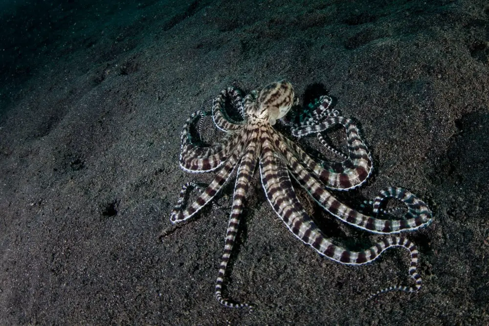 How Many Types Of Octopus Are There
