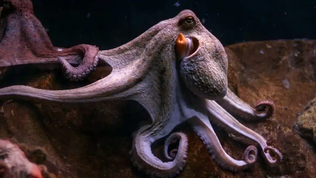 How Many Types Of Octopus Are There