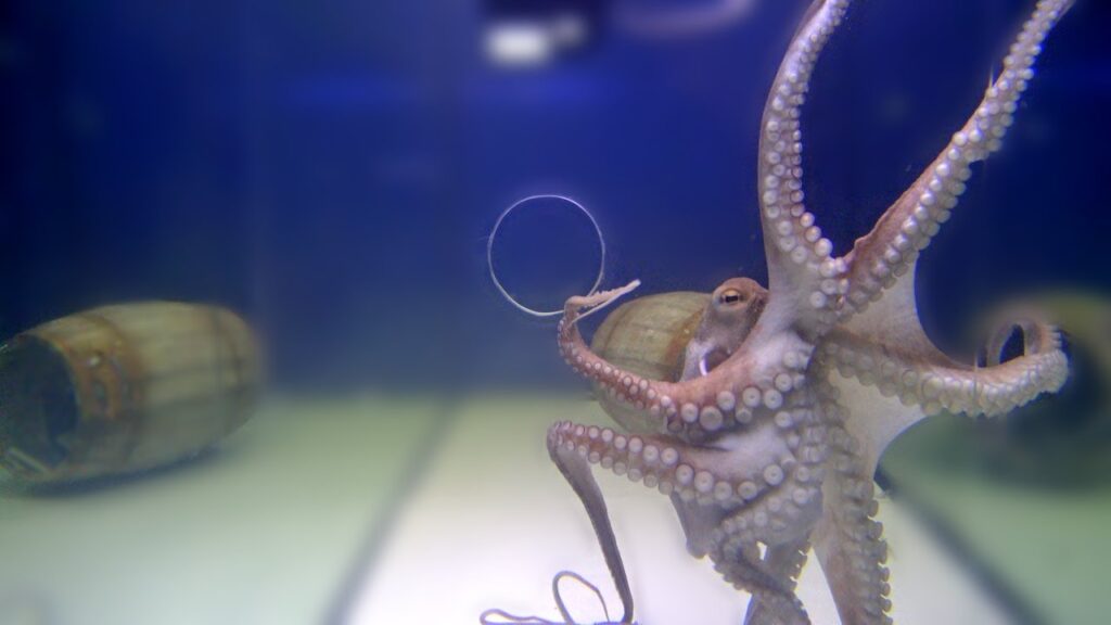 How Small Of A Hole Can An Octopus Fit Through