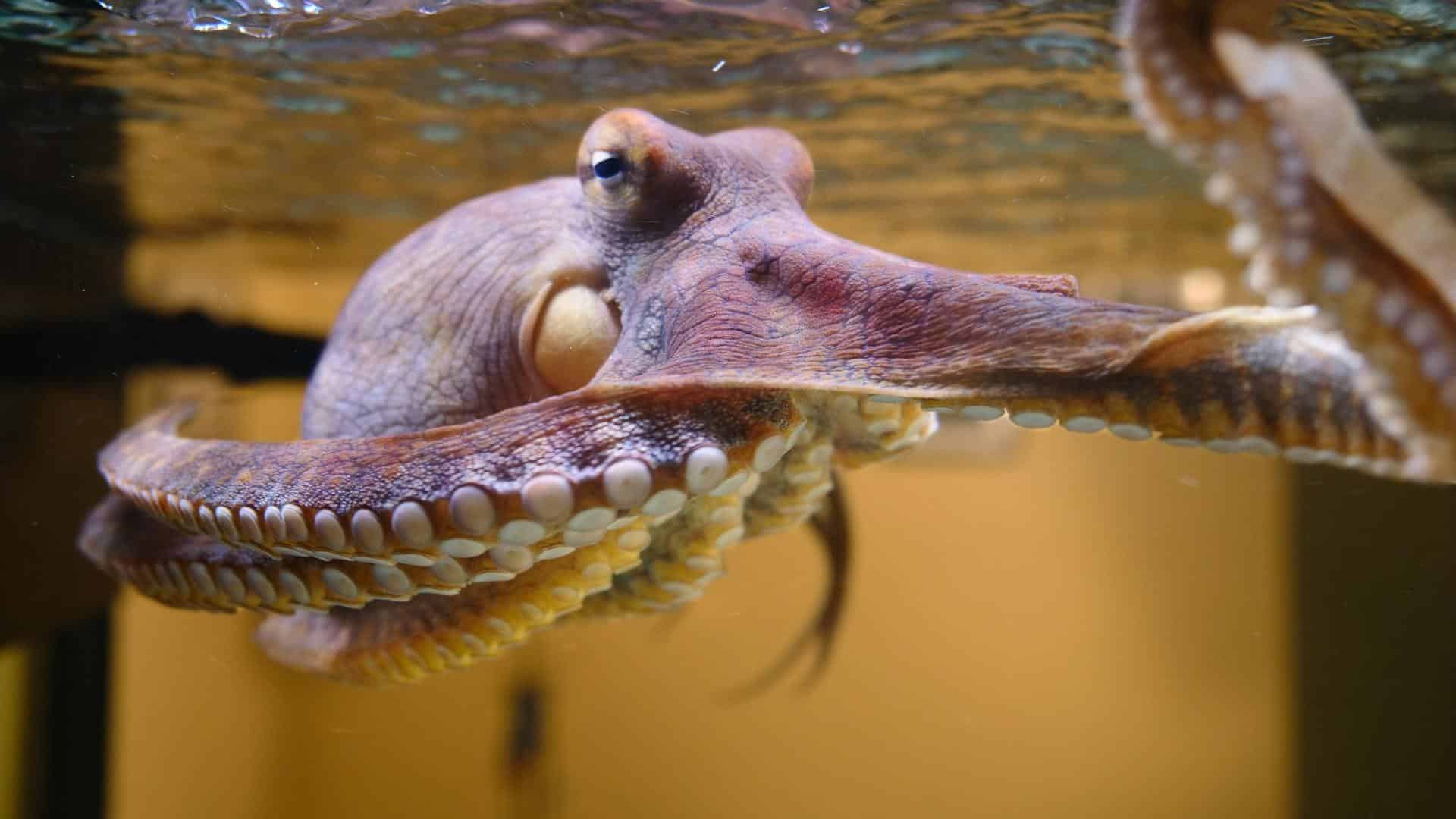  How Small Of A Hole Can An Octopus Fit Through