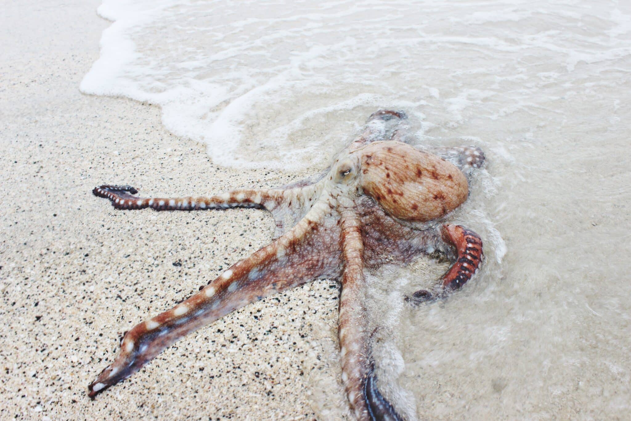  How Strong Is An Octopus