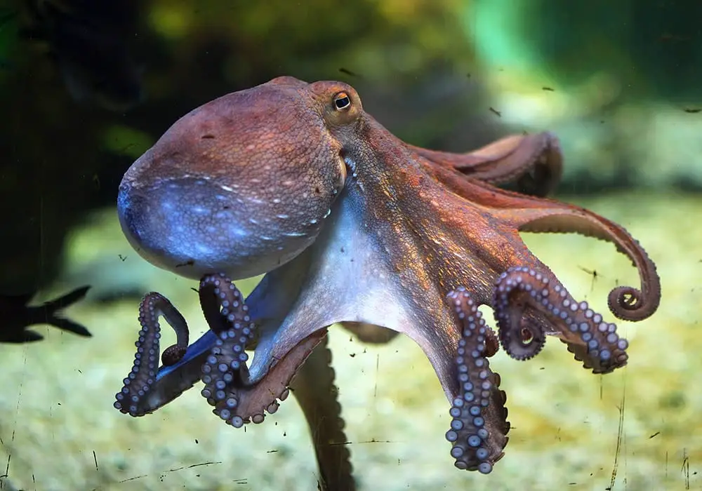 How Strong Is An Octopus