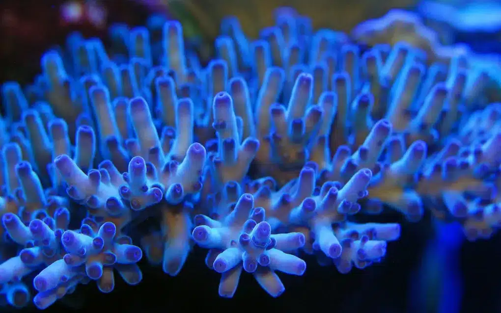 How To Acclimate Corals