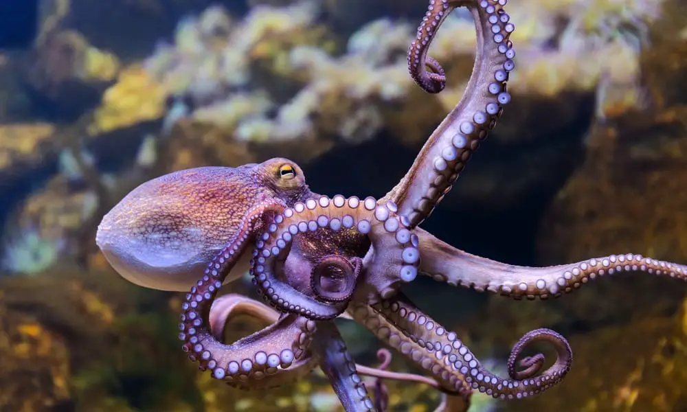 How To Breed Octopus