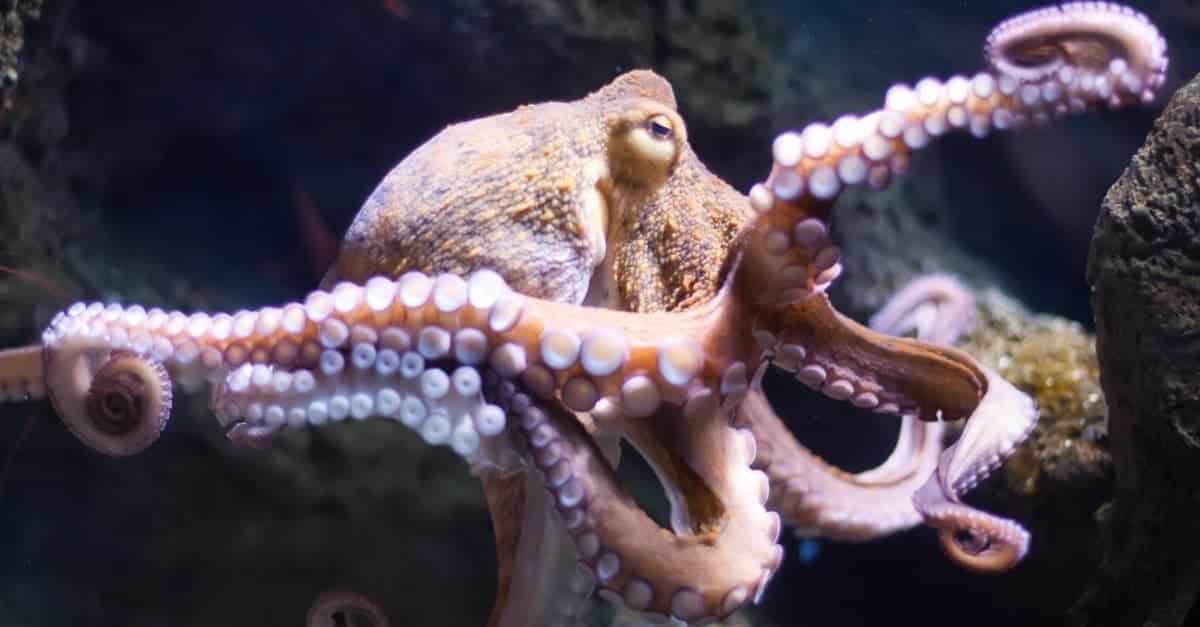  How To Care For An Octopus