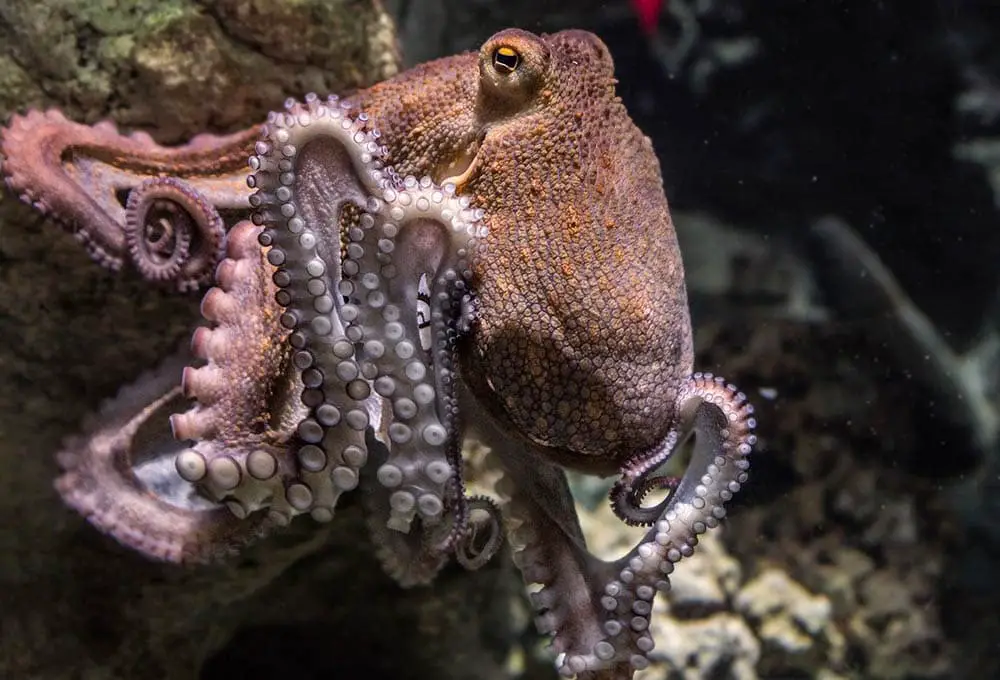 How To Care For An Octopus