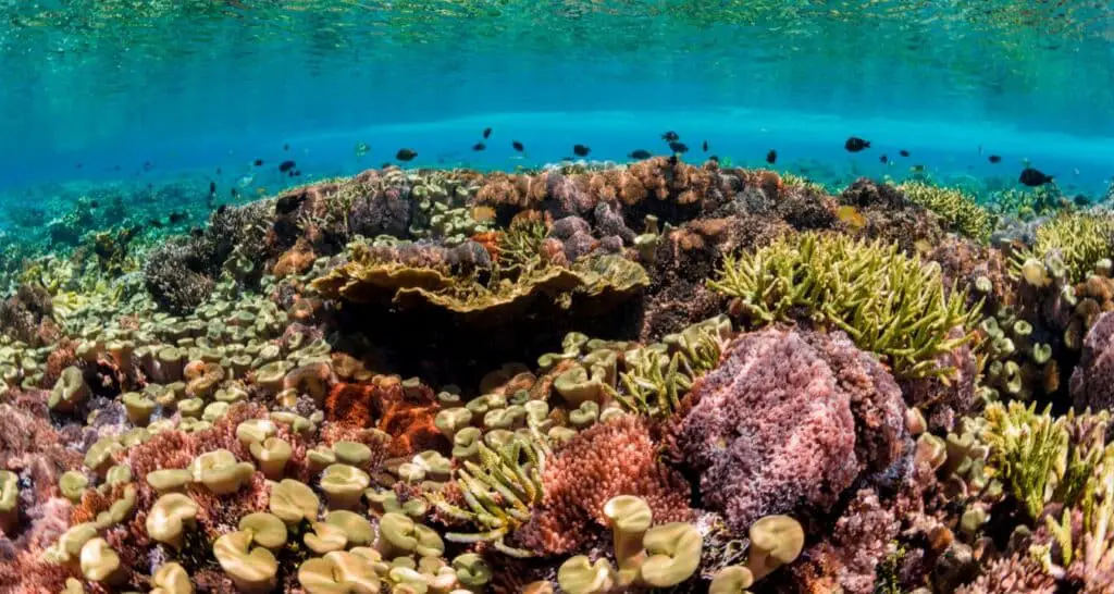 How To Prevent Coral Bleaching