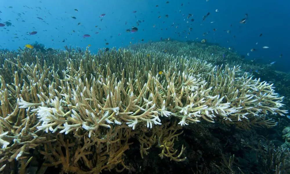  How To Prevent Coral Bleaching